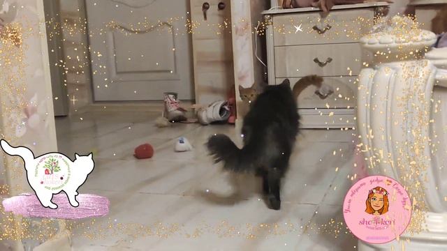 🍁Игры маленьго котёнка - всё в рот тащим 😁