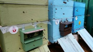 Пчелы несут пыльцу. Середина апреля.