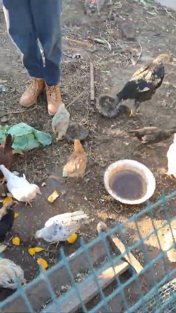 Куры напали на еду!! смотреть онлайн
