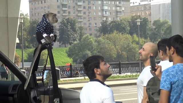 Фанаты не дают покоя обезьянке / Джими смотреть онлайн
