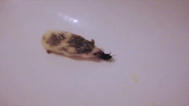 African pygmy hedgehog vs Madagascar hissing cockroach смотреть онлайн
