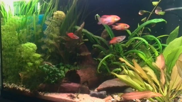 Kwitnący Echinodorus rose смотреть онлайн