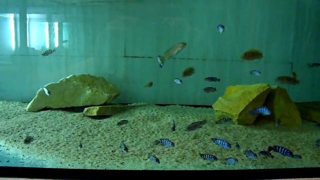 Pseudotropheus Demasoni \ Pseudotropheus Perspicax -MALAWI , www.malawian.pl смотреть онлайн