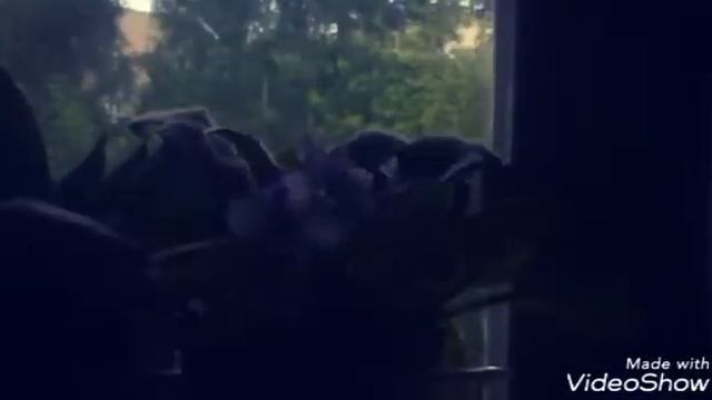 Цветы смотреть онлайн