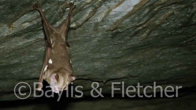 Diadem Roundleaf bat, Malaysia. 20131021_123349.m2ts смотреть онлайн