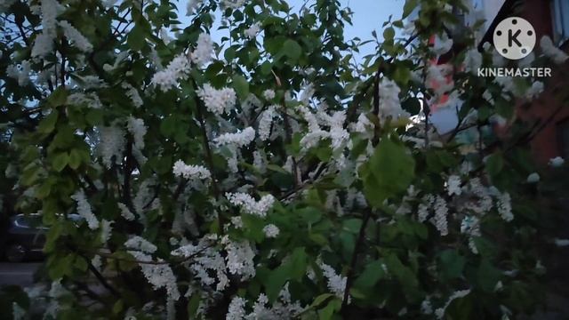 Простой влог/ Товары к Пасхе 🐰 смотреть онлайн