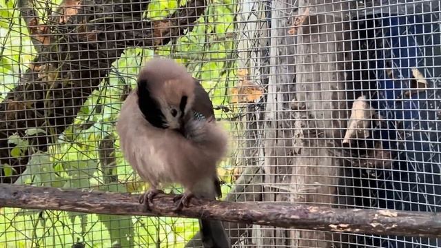 СОЙКИ ВСЕГДА НАЙДУТ ЧЕМ ЗАНЯТЬСЯ😍🥰 смотреть онлайн