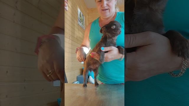 цена здесь 👌 ДАВЛЕТ ШАМАНОВИЧ 4 мес.продажа чихуахуа ркс питомник чихуахуа и той-пудель Кастропуло смотреть онлайн