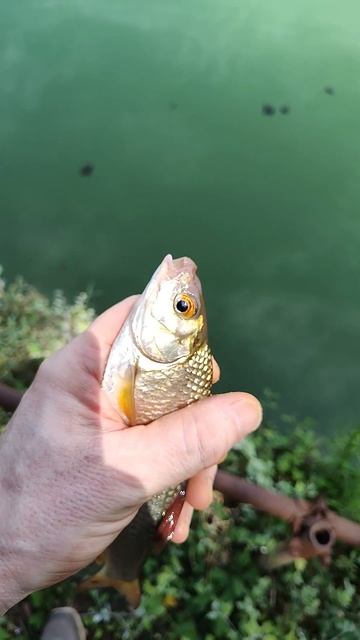 Gardon - Fishing and Biking #catchandrelease #fishing #fishingvideo #carp #riverfishing #fish смотреть онлайн