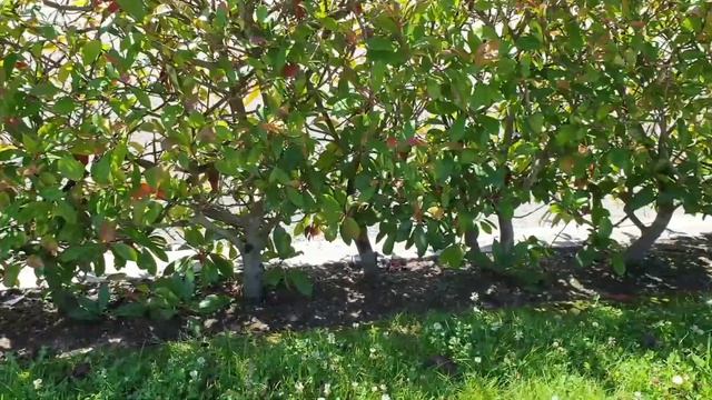 Cómo plantar un seto de photinias correctamente ? смотреть онлайн