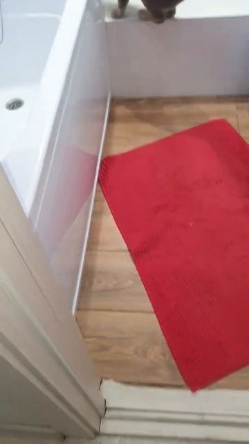 Симба идет купаться смотреть онлайн