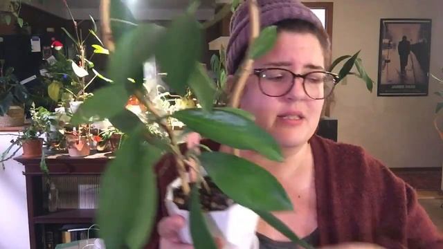 Top 10 Hoyas of 2021 смотреть онлайн