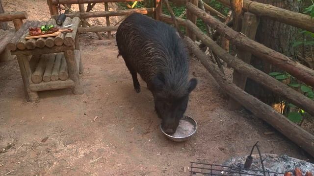 Яша  дикий кабан