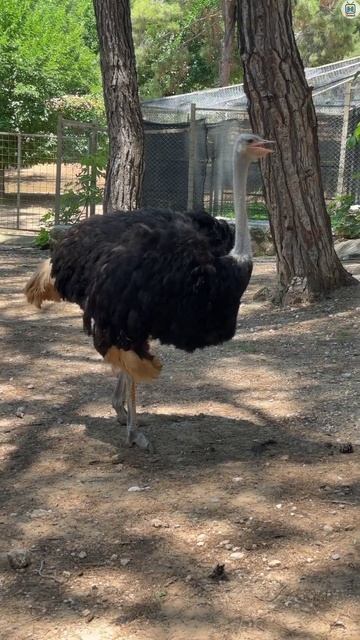 Глаз страуса больше, чем его мозг / Интересные факты о страусах смотреть онлайн