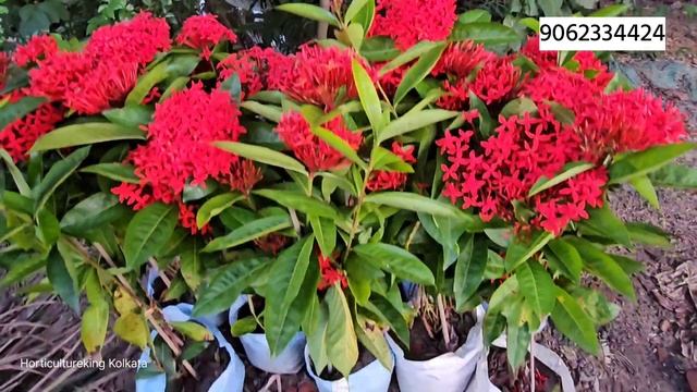 top 10 Variety Ixora Flower Plant | Flower Plant Online Sale In Low Price | Rangan plant grafting смотреть онлайн