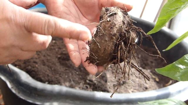 How To Propagate True Yams/Dioscorea Alata & A Second Harvest? смотреть онлайн