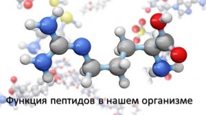 Пептиды. Роль в организме
