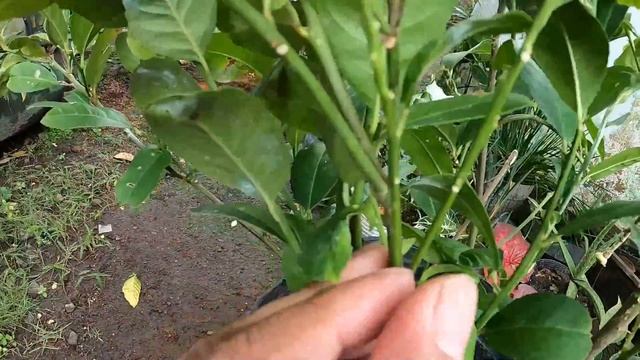 Paano magprune ng lemon? Nagpapadami ng bunga смотреть онлайн