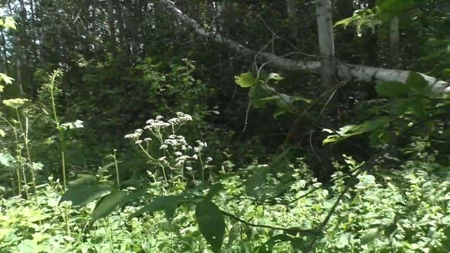 Бобры уничтожают деревья в природном заказнике смотреть онлайн