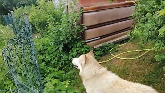 ВЫСАДИЛ ПАПРИКУ И ПОШЁЛ ДОЖДЬ смотреть онлайн