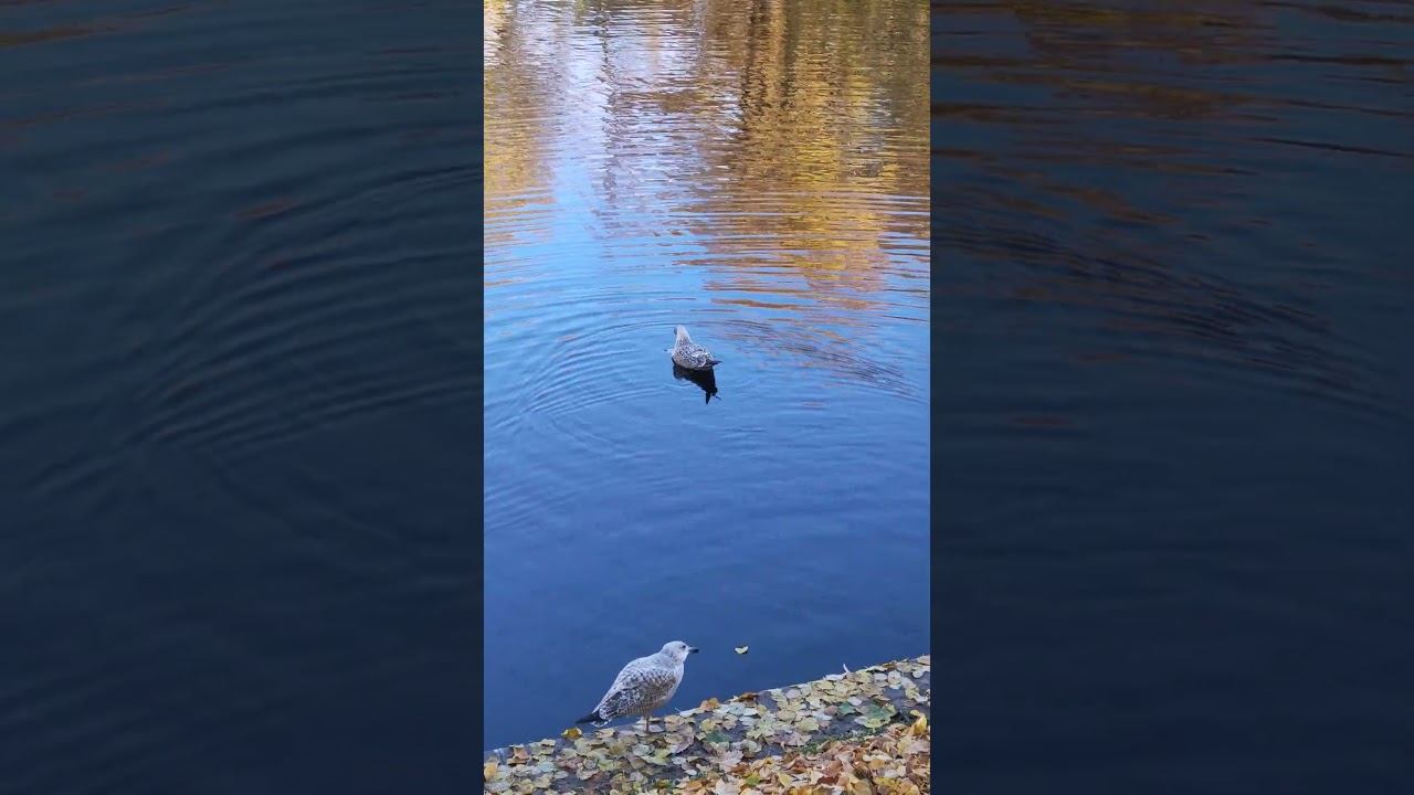 Чайка играет с листочком смотреть онлайн