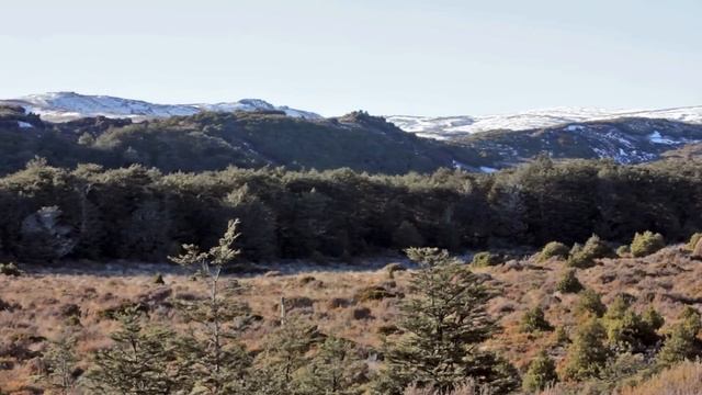 Vegetation Succession Processes in a Volcanic Environment смотреть онлайн