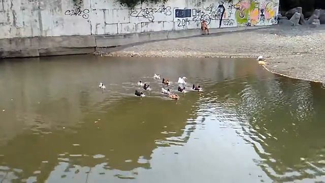 Утки на юге смотреть онлайн