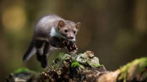 Каменная куница: То чердак оприходует, то кур задушит, то адронный коллайдер остановит...