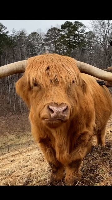 Highland Cow | Isn't It Beautiful? ♥