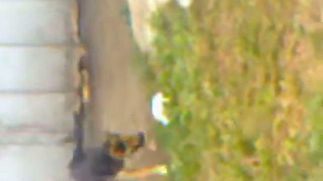 собака играет в хокей