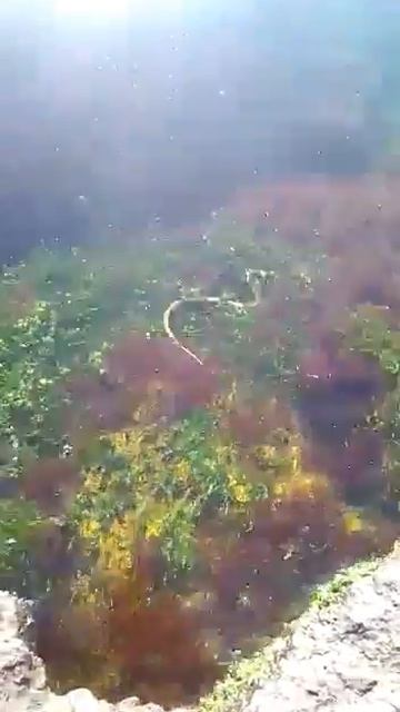 Змея в черном море смотреть онлайн