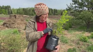 Как правильно посадить голубику