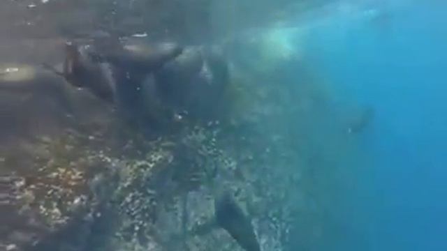 Подводное_плавание_на_Галапагосах. смотреть онлайн