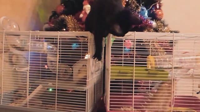 Хомячки и котик#Ëлка#Новый 2021🎄#Милые животные 🐹🐱🐹 смотреть онлайн