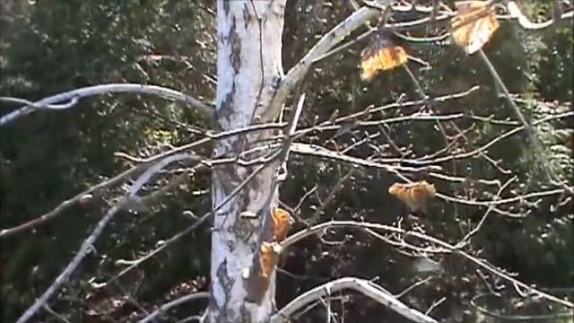 edible european white birch buds and resource discussion смотреть онлайн