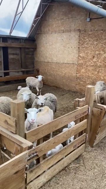 Начало окота #shorts смотреть онлайн