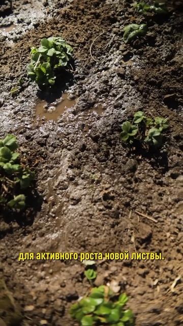 У вас будет море сладкой ароматной клубники, если сделаете так весной! смотреть онлайн