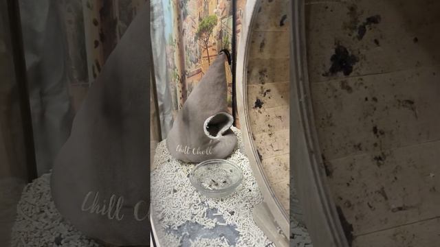 Домашний ёжик (рассказ про ежей)