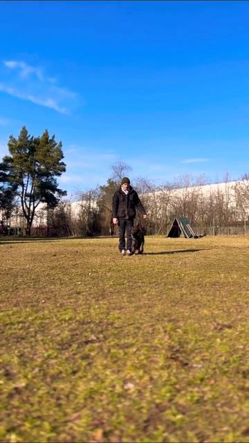 Dogtraining Routine 🐺 🎾 #nepopo #training #germanshepherd #malinois #scentdetection #tracking смотреть онлайн
