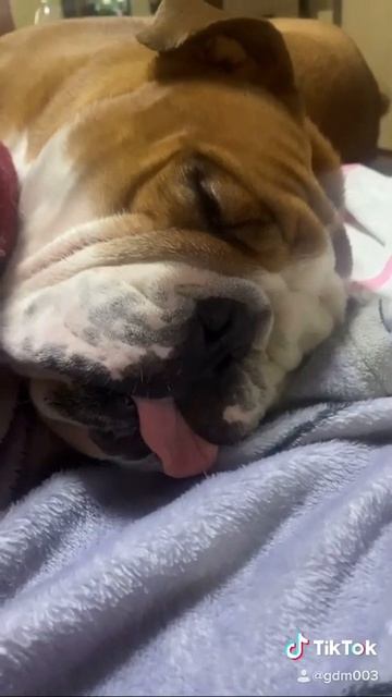 Английский бульдог Моцарт