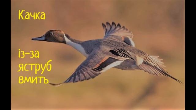 Українська мова. 1 клас. Диктант. Качка смотреть онлайн