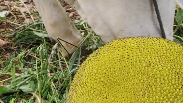 cows always eat yellow ripe jackfruit close up смотреть онлайн