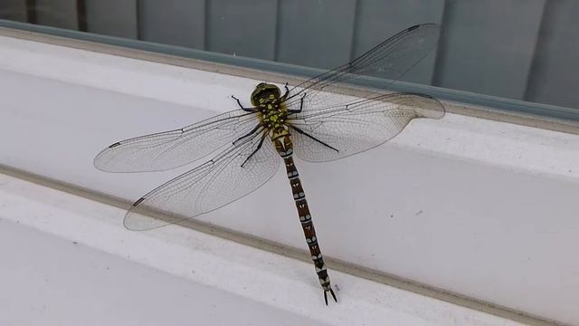 Šídlo modré - The southern hawker/blue hawker (Aeschna cyanea) смотреть онлайн
