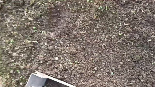 Один сорт клубники и земляника зиму не пережили.Салат со снытью смотреть онлайн