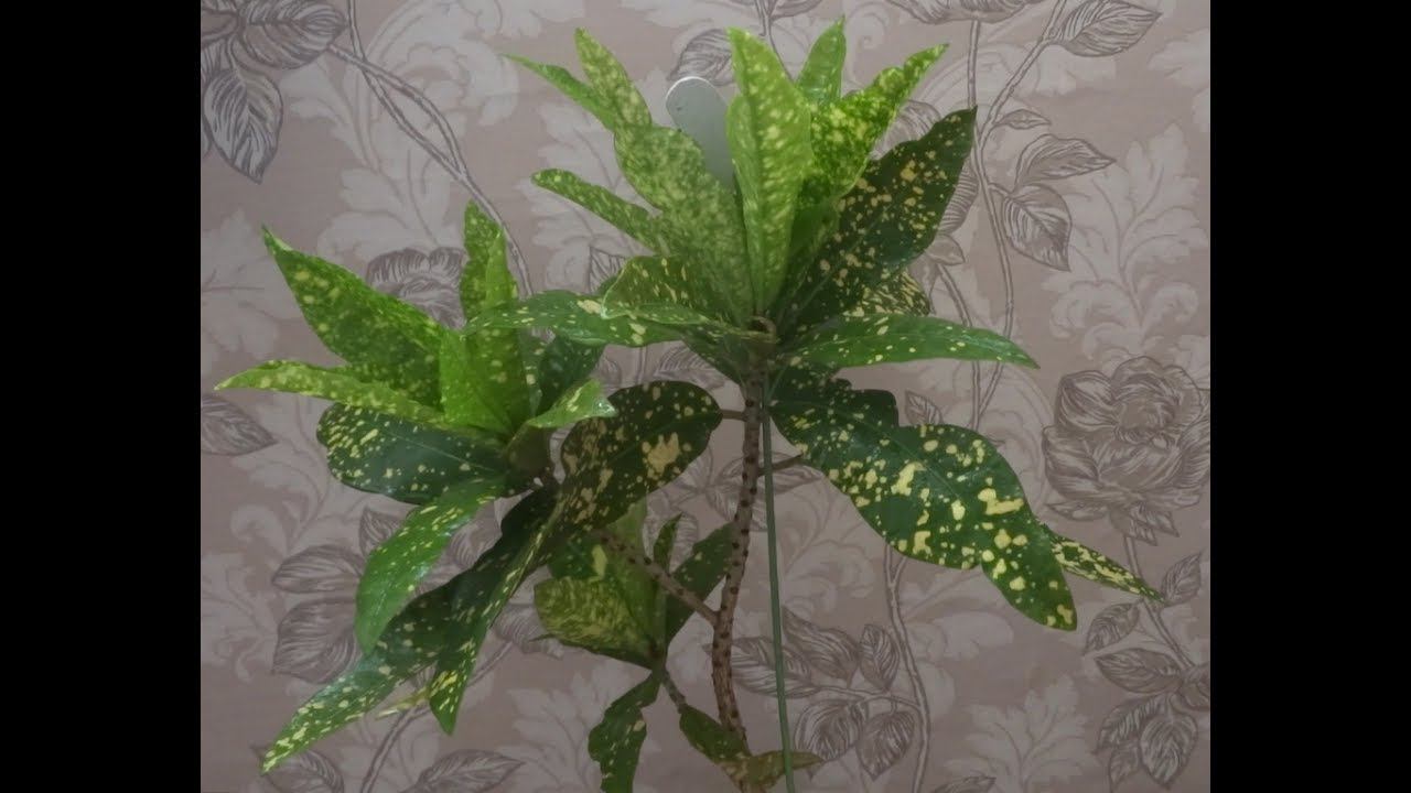 Poisonous Flower Croton. ядовитый цветок