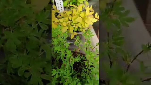 Спиреи: Spiraea Japonica Dart`s Red,  Spiraea Japonica Golden Princess, Лапчатка, Пузыреплодник