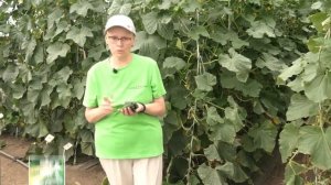 Огурец Изумрудные серёжки F1