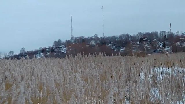 Камыш в пойме казанской швейцарии смотреть онлайн