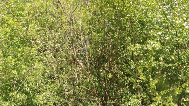 Salix Pentandra 210601