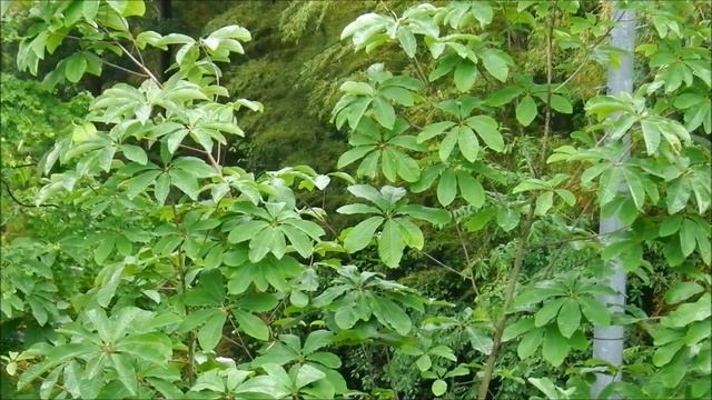 ホオノキの花と葉［山に自生］ смотреть онлайн